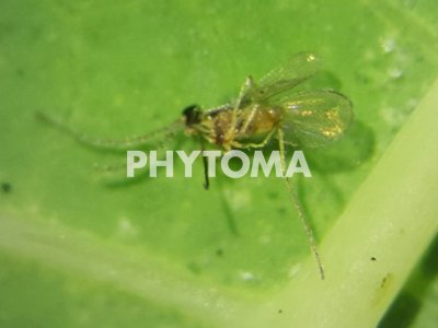 Tetranychus urticae